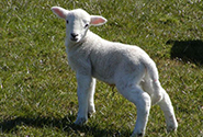 Dog Friendly Holiday Cottages Dartmoor