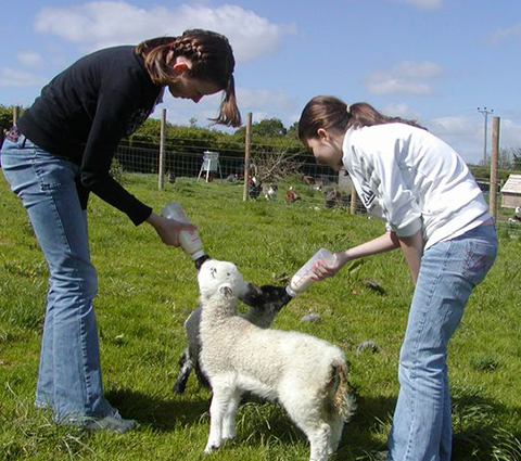 Dog Friendly Holiday cottages Dartmoor