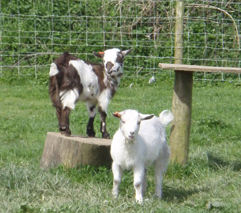 Holiday Cottages Dartmoor