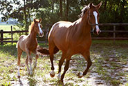 Holiday Cottages Dartmoor