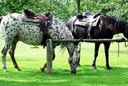 Holiday Cottages Near Dartmoor