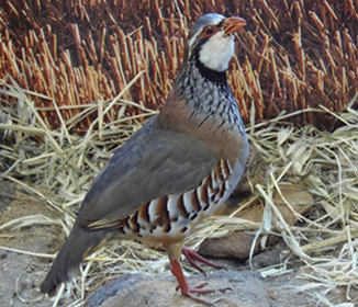 Holiday Cottages Fishing Devon