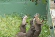 Holiday Cottage With Fishing Lake Devon